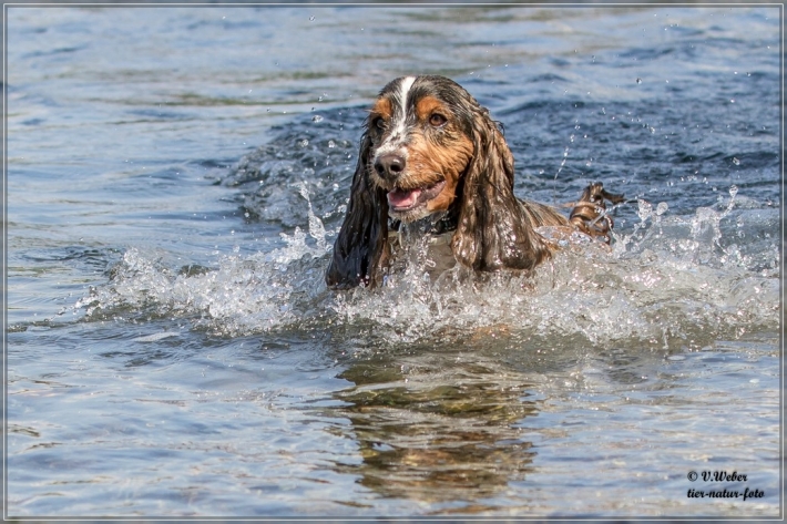 comp_IMG_6978-1