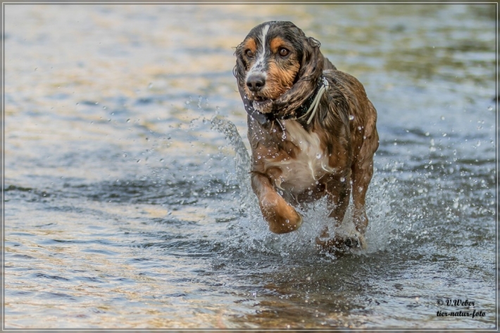comp_IMG_7088-1