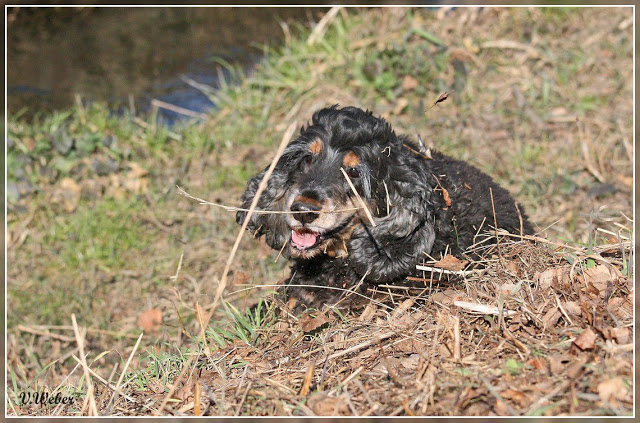 comp_IMG_0534-1