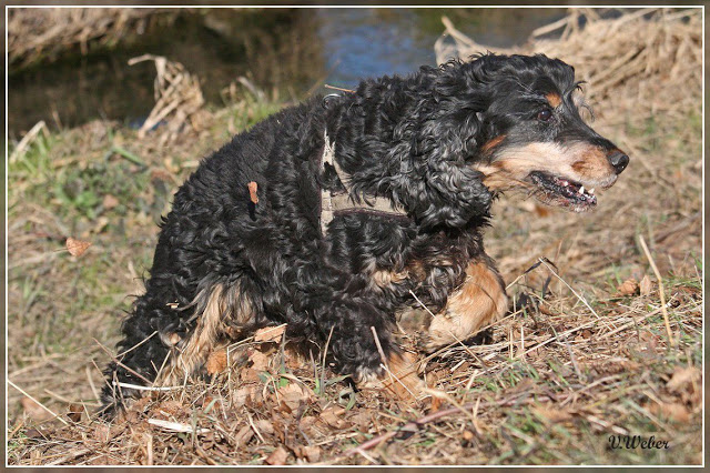 comp_IMG_0536-1
