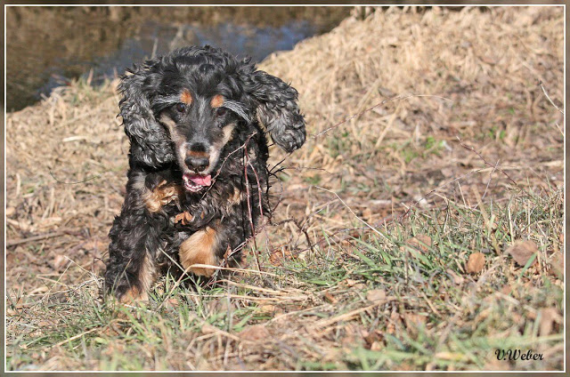 comp_IMG_0550-1