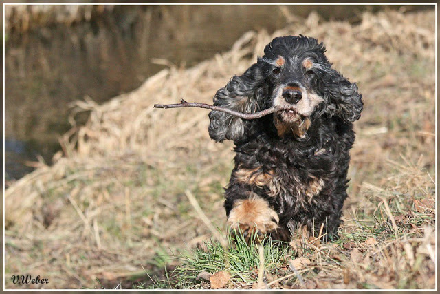 comp_IMG_0584-1