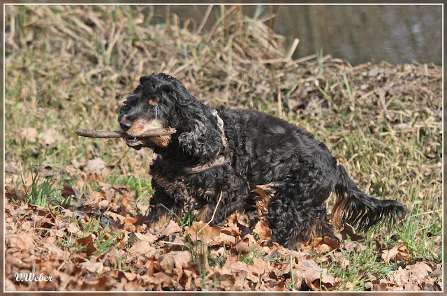 comp_IMG_0911-1