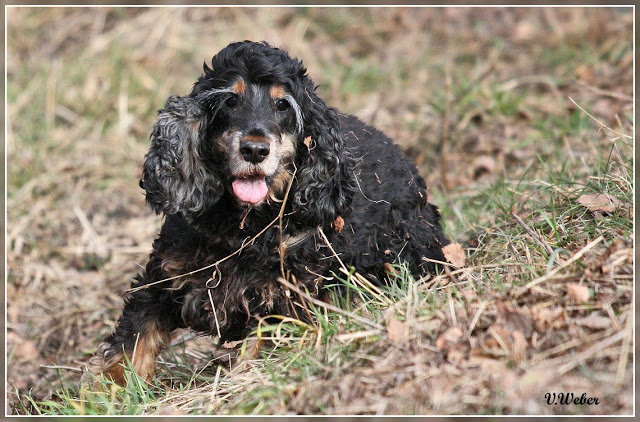 comp_IMG_0956-1