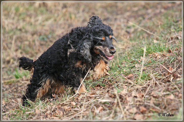 comp_IMG_0957-1