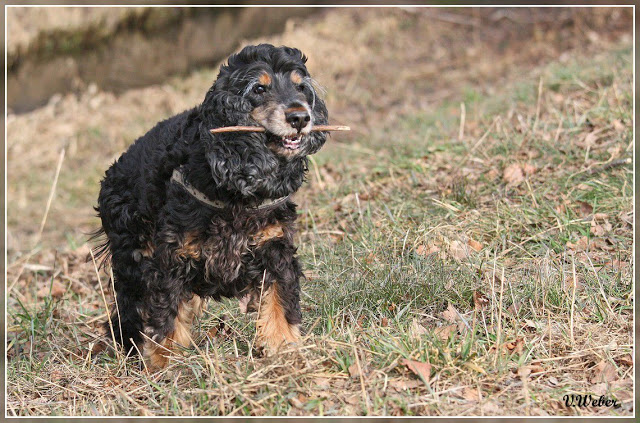 comp_IMG_0988-1