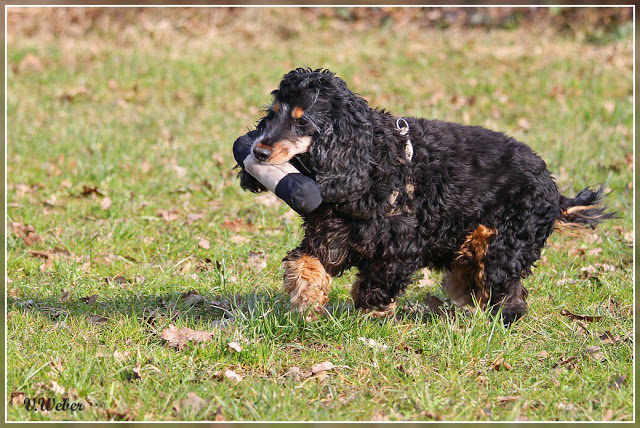 comp_IMG_2101-1
