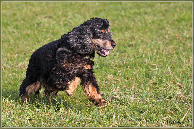 comp_IMG_2154-1