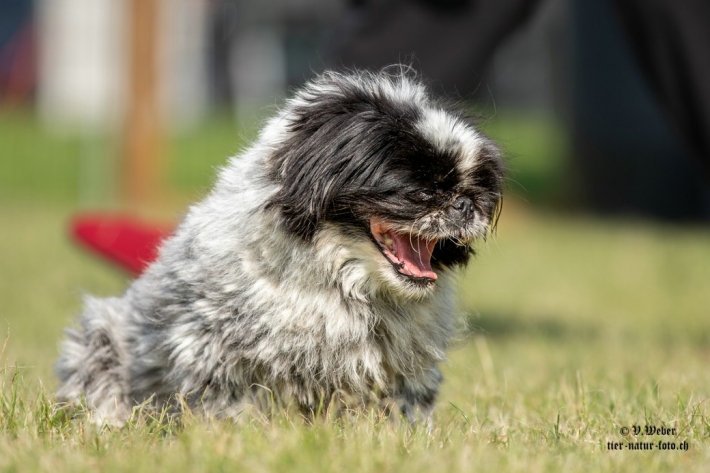 comp_IMG_6859-1