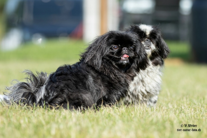 comp_IMG_6863-1