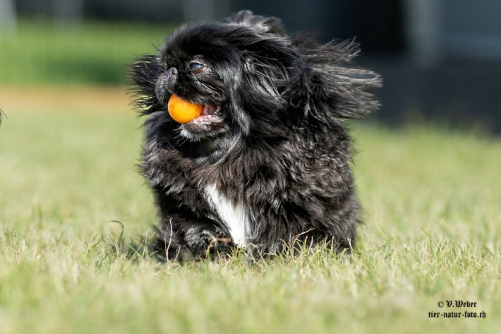 comp_IMG_6875-1