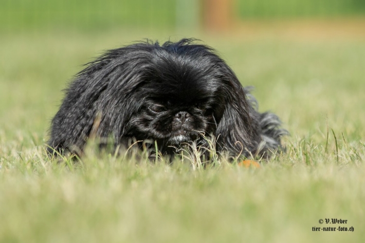 comp_IMG_6886-1