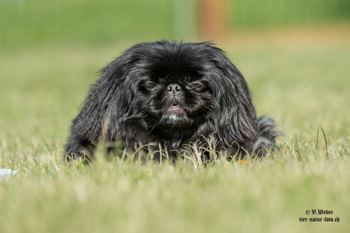 comp_IMG_6888-1