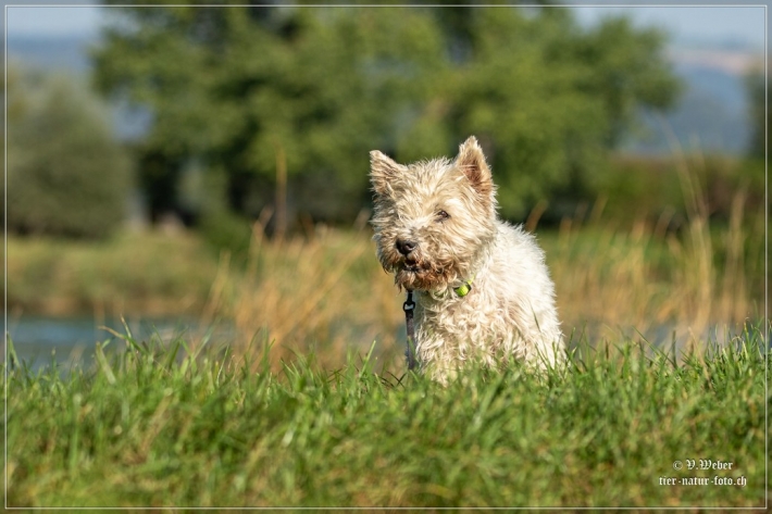 comp_IMG_7784-1