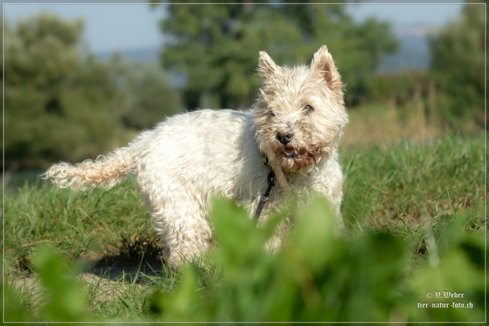 comp_IMG_7828-1