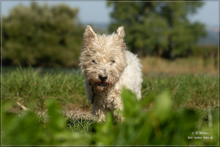 comp_IMG_7834-1