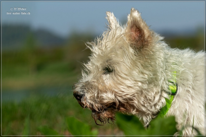 comp_IMG_7840-1