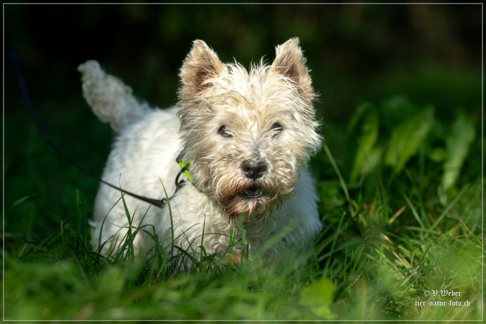comp_IMG_7861-1