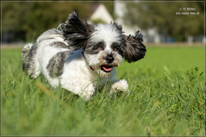 comp_IMG_7996-1
