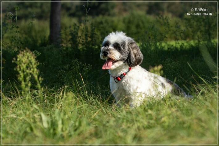 comp_IMG_8071-1