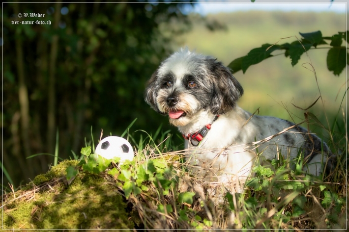 comp_IMG_8184-1
