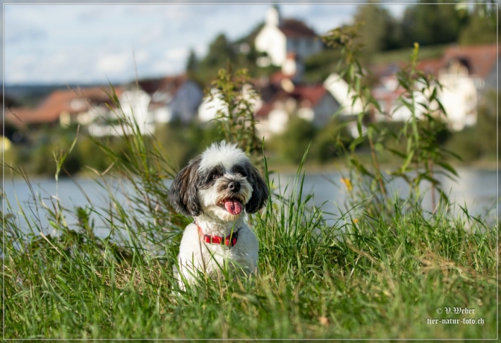comp_IMG_8260-1