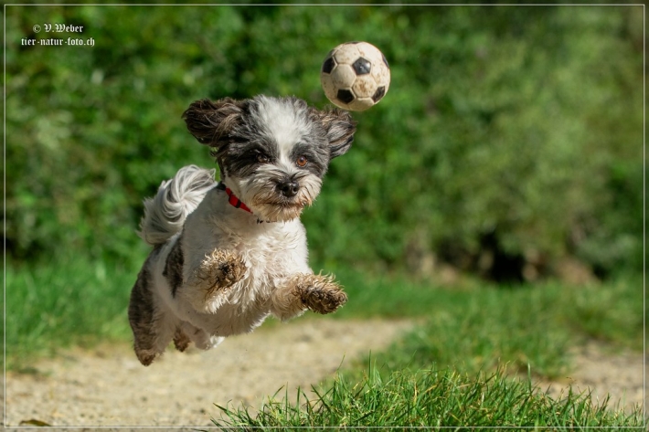 comp_IMG_8349-1