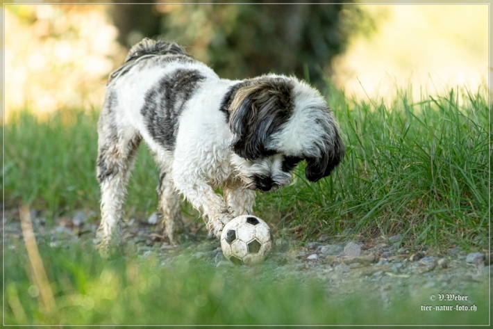 comp_IMG_8437-1