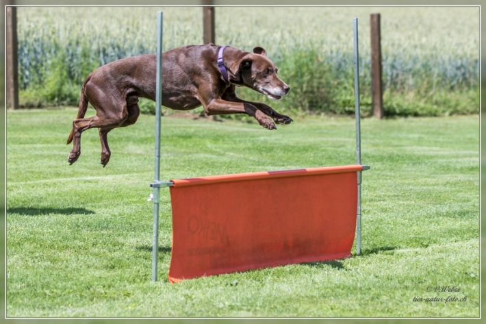 comp_IMG_4252-1