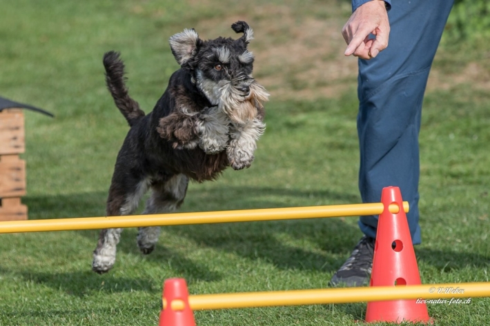 comp_IMG_9534-1