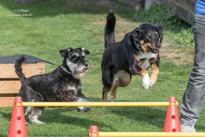 comp_IMG_9551-1