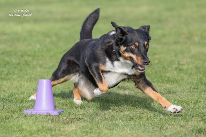 comp_IMG_9706-1