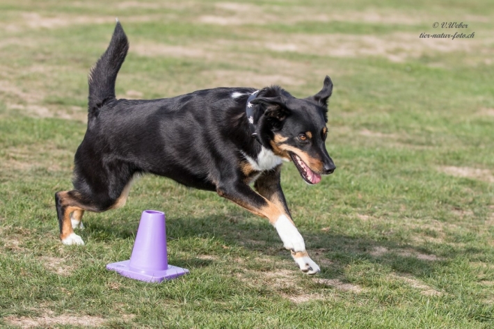 comp_IMG_9710-1