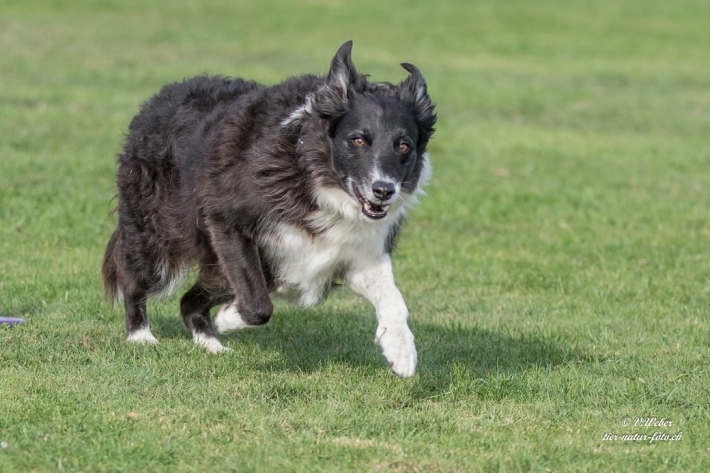 comp_IMG_9715-1