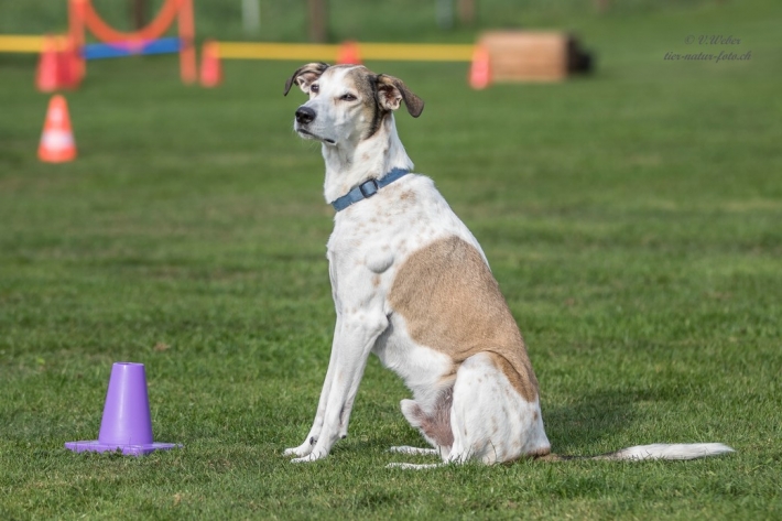 comp_IMG_9732-1