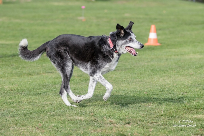 comp_IMG_9778-1