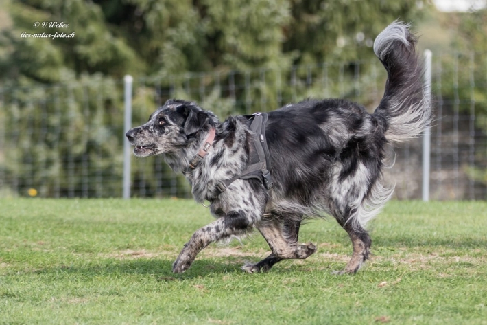 comp_IMG_9813-1