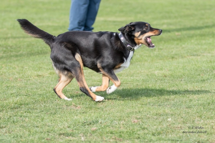 comp_IMG_9851-1