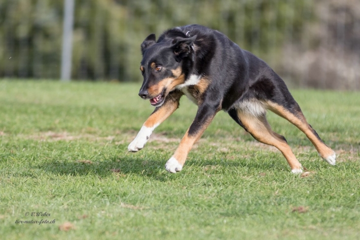 comp_IMG_9871-1