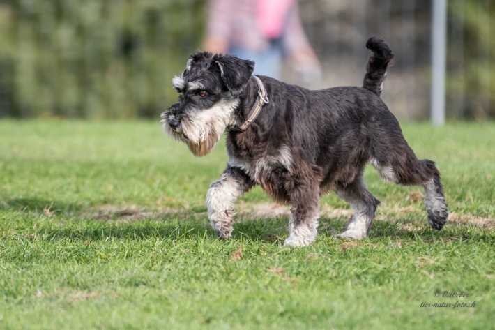 comp_IMG_9911-1