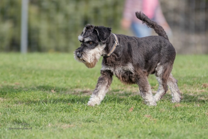 comp_IMG_9912-1