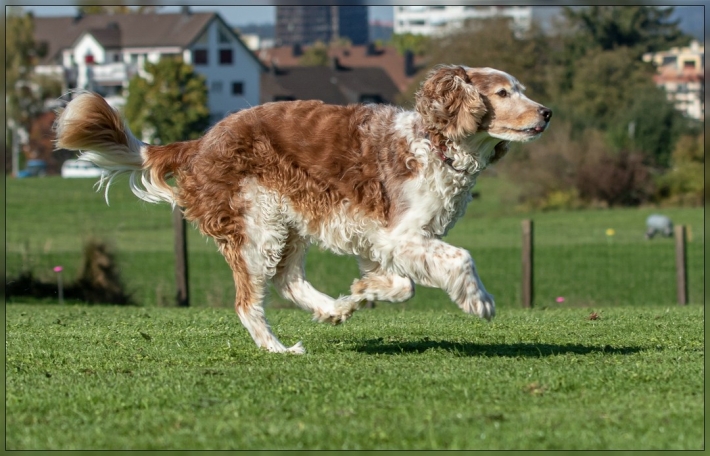comp_IMG_8035-1