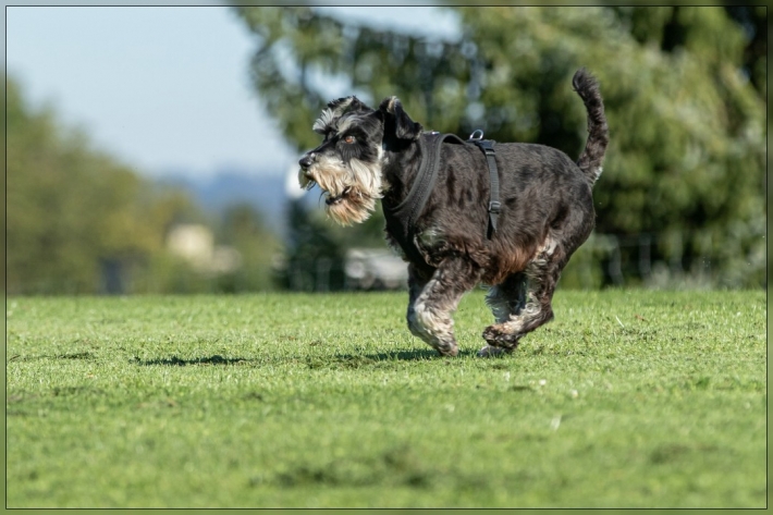 comp_IMG_8157-1