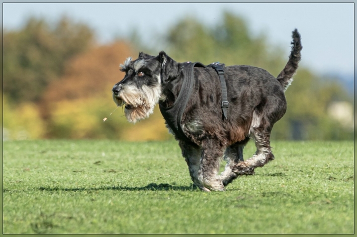 comp_IMG_8160-1