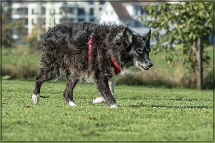 comp_IMG_8178-1