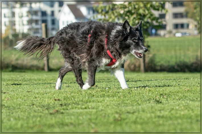 comp_IMG_8180-1