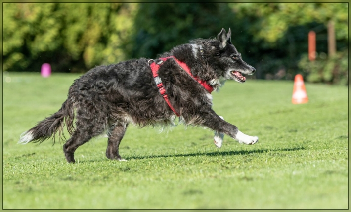 comp_IMG_8236-1