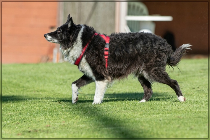 comp_IMG_8271-1
