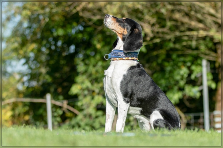 comp_IMG_8454-1