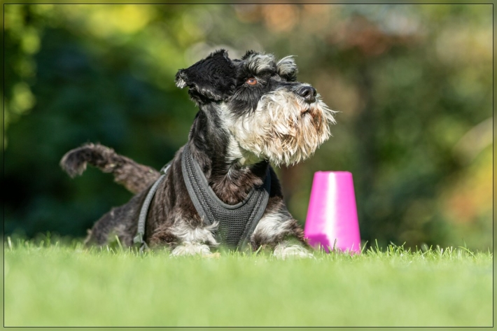 comp_IMG_8505-1